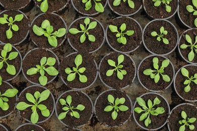 Photo of Many fresh green seedlings growing in pots with soil, top view