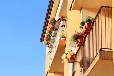 Photo of Balconies of beautiful building decorated with blooming potted plants on sunny day, low angle view