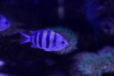 Photo of Beautiful sergeant major fish swimming in clear toned blue aquarium
