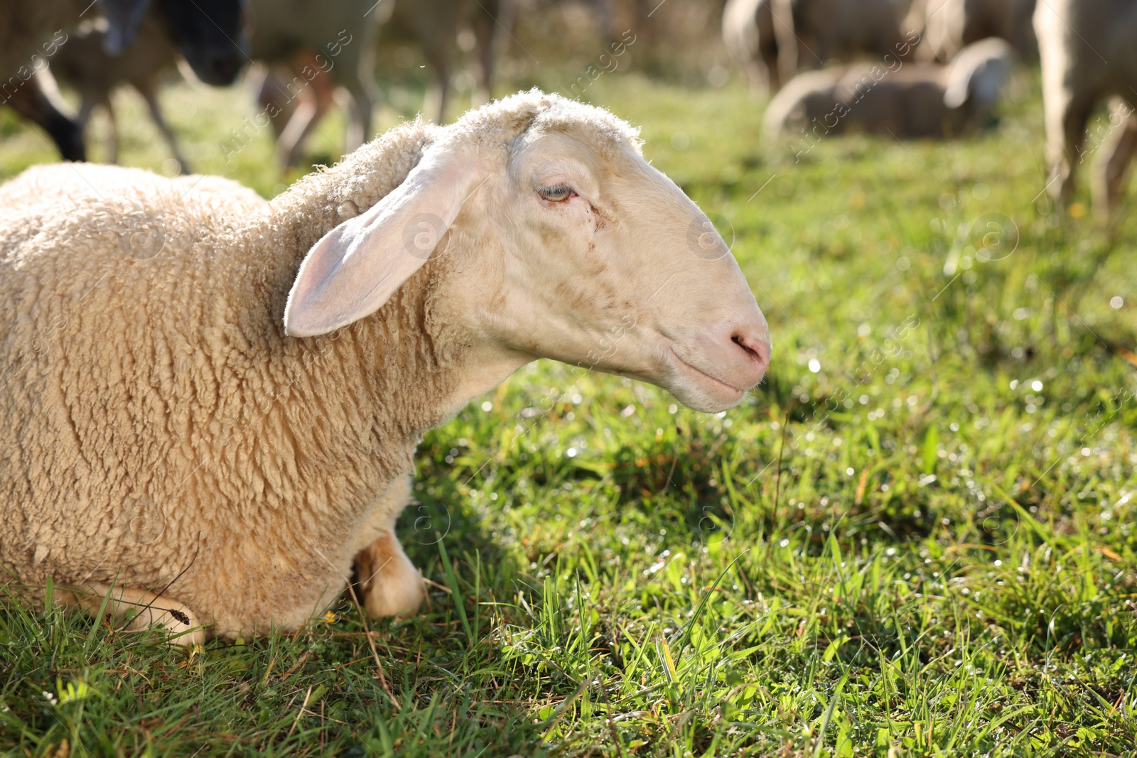 Photo of Cute sheep grazing outdoors on sunny day, space for text. Farm animals