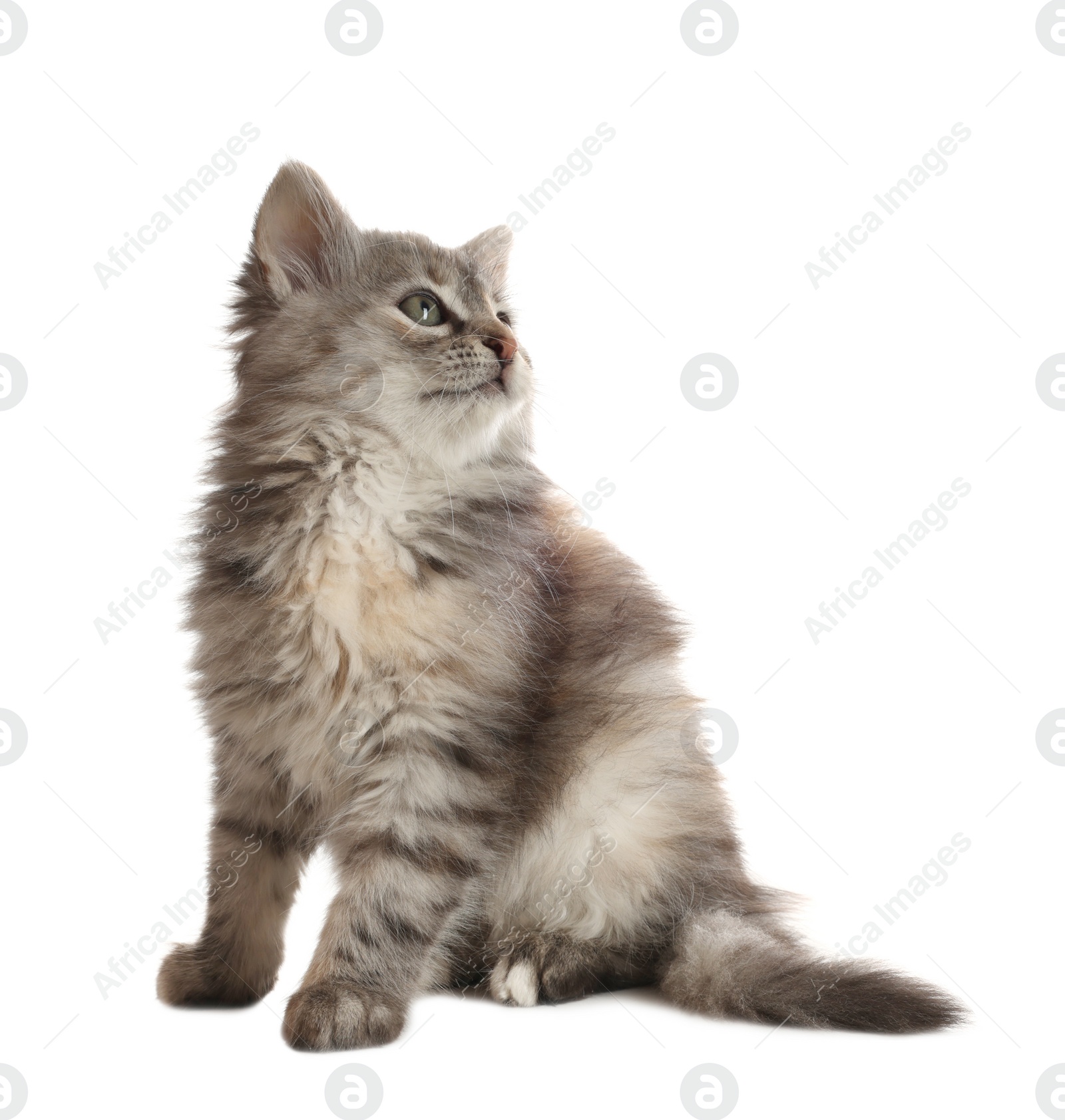 Photo of Cute fluffy kitten on white background. Baby animal