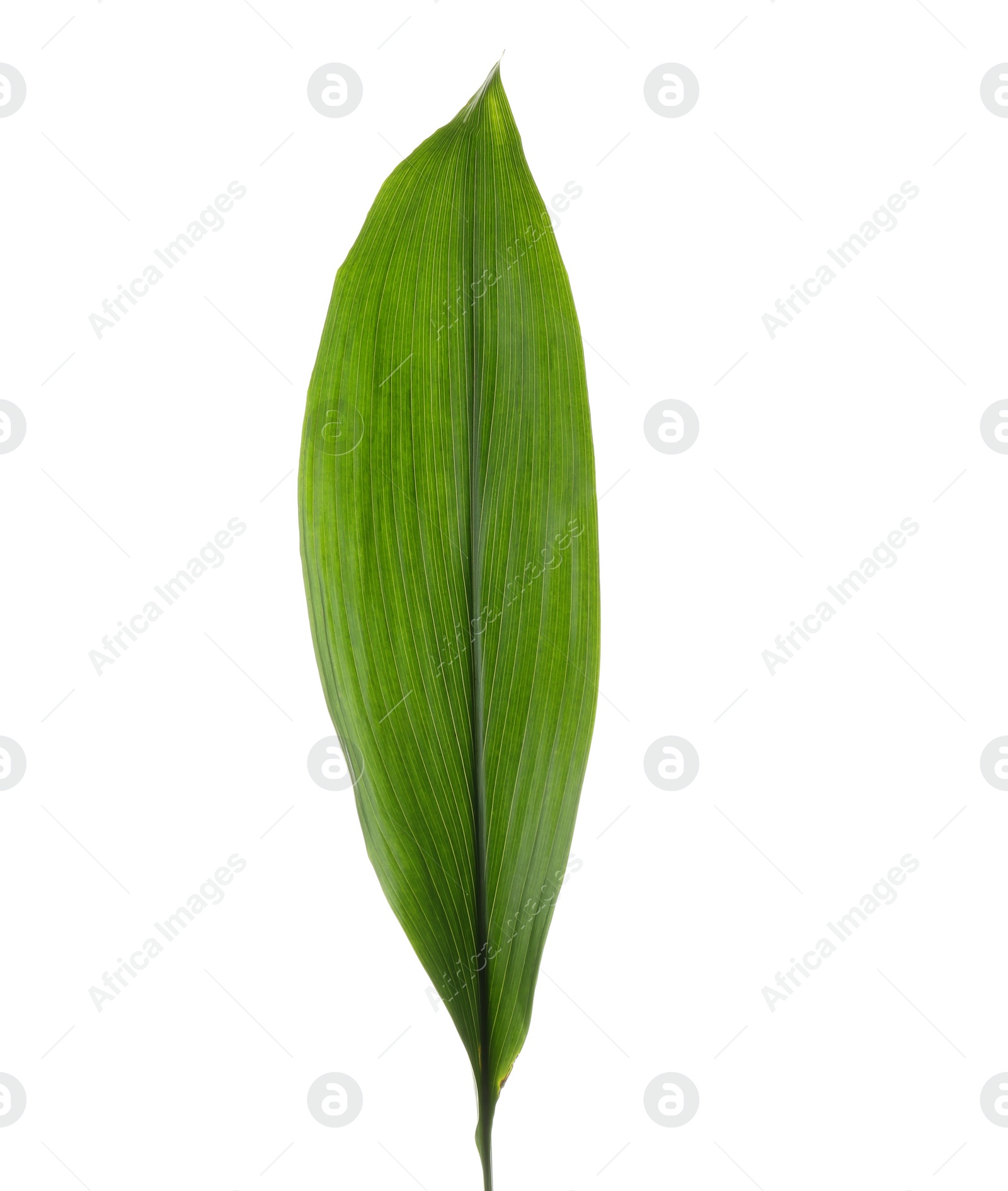 Photo of Beautiful aspidistras leaf on white background. Tropical plant