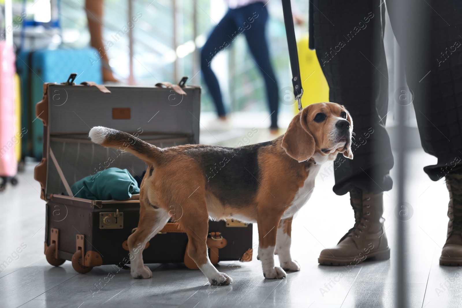 Photo of Officer with dog looking for drugs near open suitcase in airport, closeup
