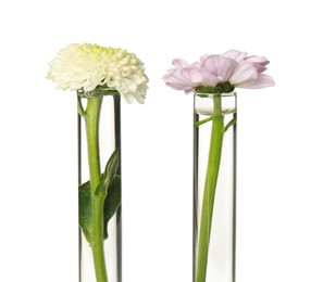 Different flowers in test tubes on white background