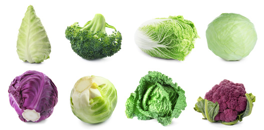 Image of Set with assortment of cabbages on white background. Banner design