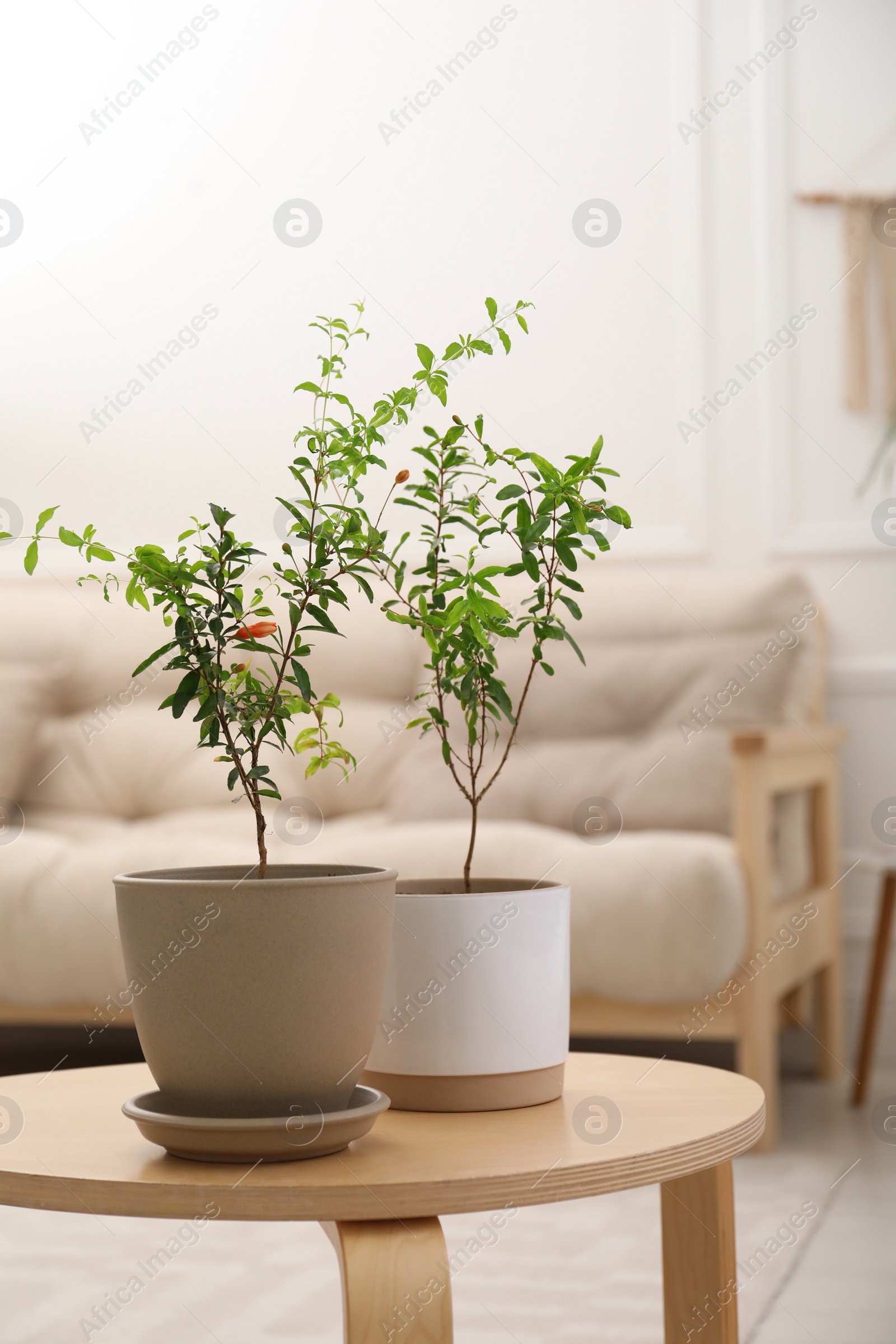 Photo of Young potted pomegranate trees on wooden table indoors