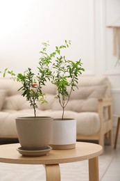 Photo of Young potted pomegranate trees on wooden table indoors