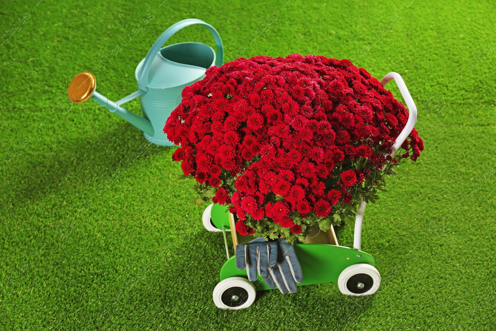 Photo of Beautiful chrysanthemum flowers in cart and watering can on artificial lawn