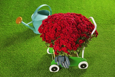 Photo of Beautiful chrysanthemum flowers in cart and watering can on artificial lawn