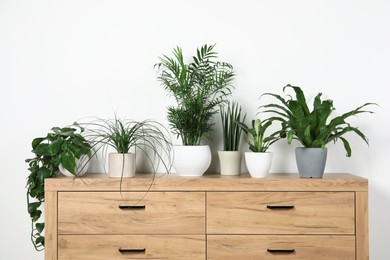 Many different houseplants in pots on wooden chest of drawers near white wall