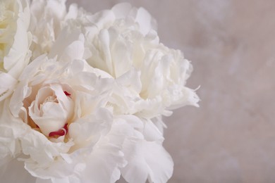Photo of Beautiful white peonies on blurred background, closeup. Space for text
