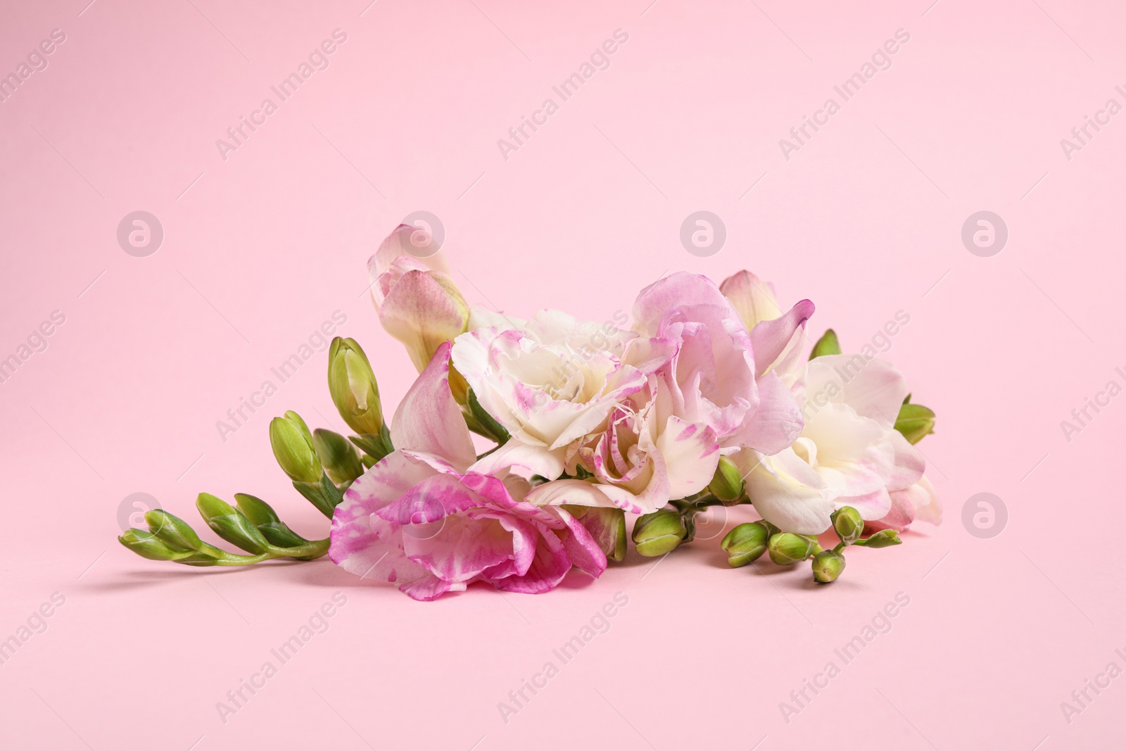 Photo of Beautiful blooming freesia flowers on pink background