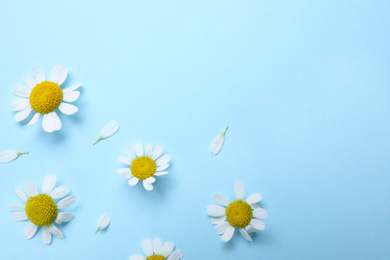 Photo of Beautiful chamomile flowers on light blue background, flat lay. Space for text