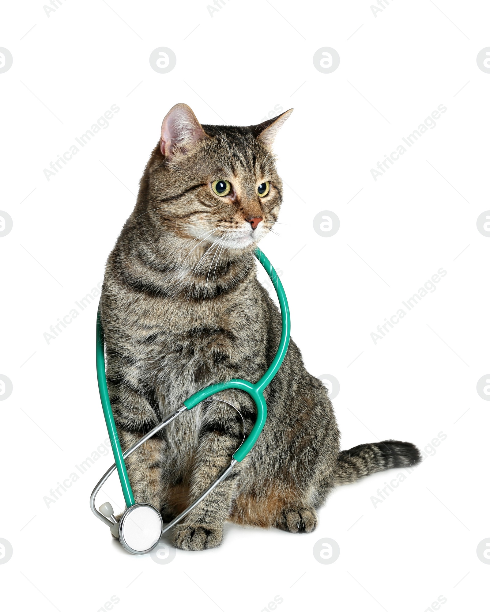 Photo of Cute cat with stethoscope as veterinarian on white background