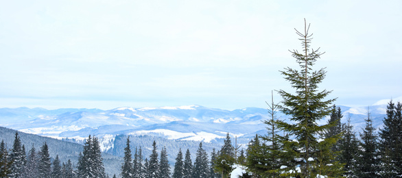 Image of Picturesque view of snowy coniferous forest on winter day. Banner design