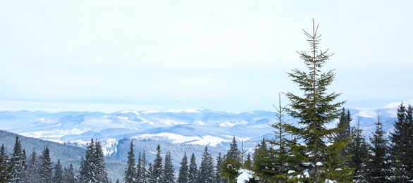 Picturesque view of snowy coniferous forest on winter day. Banner design