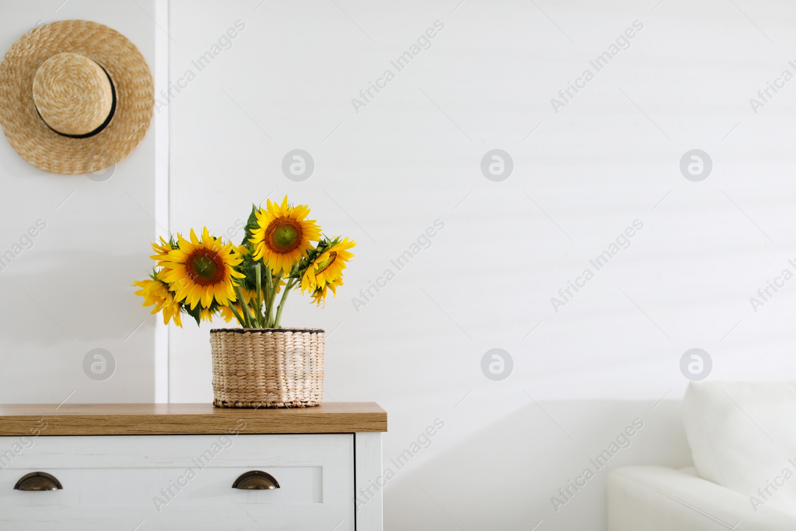 Photo of Beautiful yellow sunflowers on chest of drawers in room, space for text
