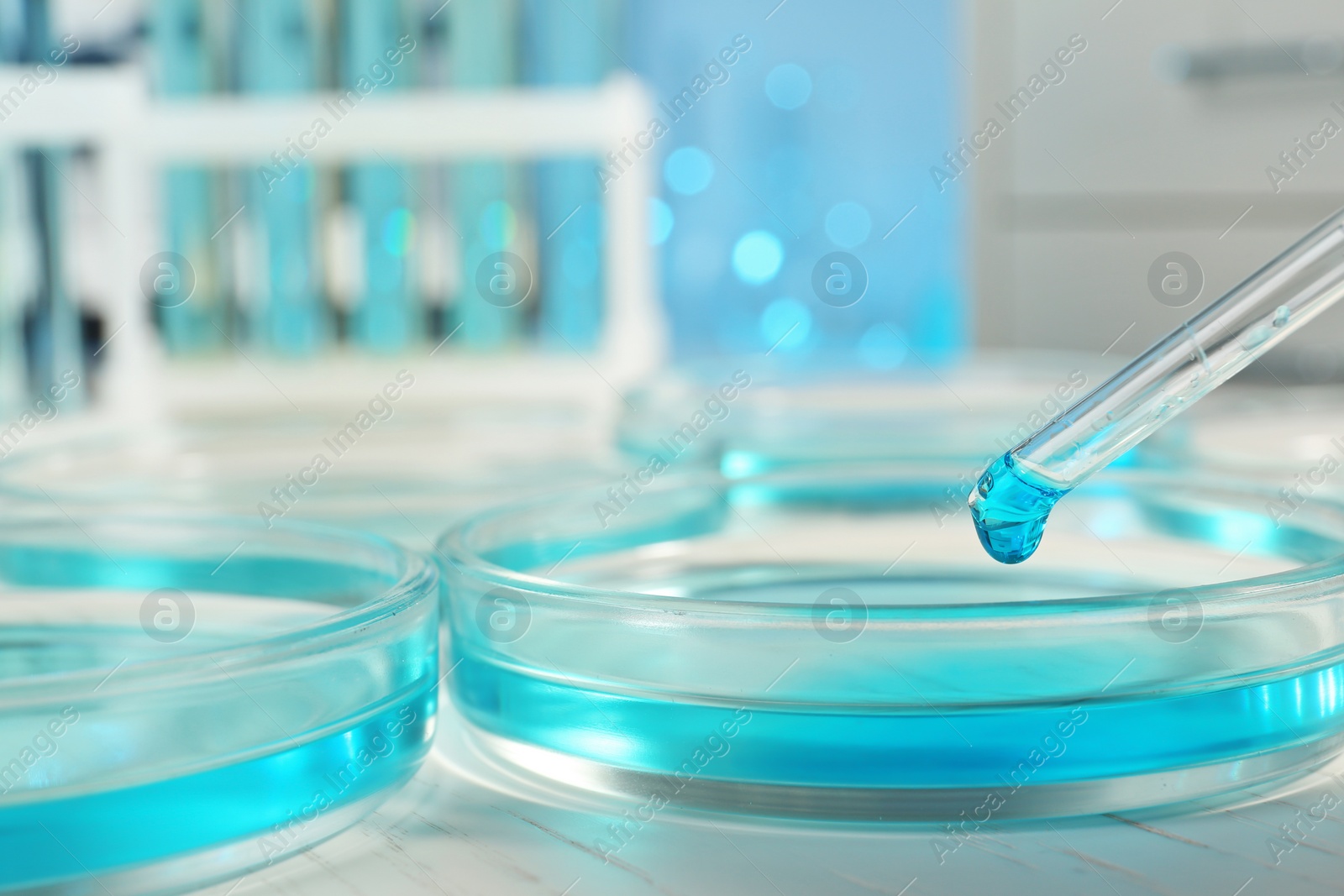 Photo of Dripping reagent into petri dish with sample on table at laboratory. Chemical analysis