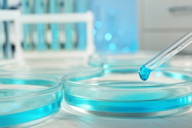 Dripping reagent into petri dish with sample on table at laboratory. Chemical analysis