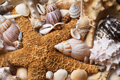 Photo of Different seashells and starfishes as background, closeup view