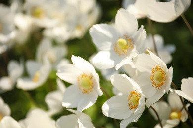 Beautiful blossoming Japanese anemone flowers outdoors on spring day