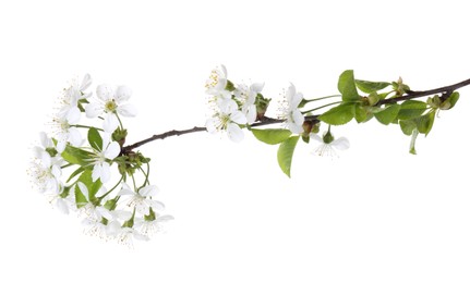 Spring branch with beautiful blossoms and leaves isolated on white