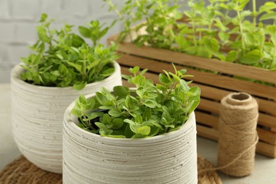 Aromatic potted oregano on light grey table, closeup