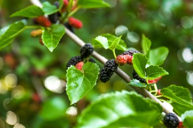 Photo of Closeup view of mulberry tree with ripening berries outdoors on sunny day