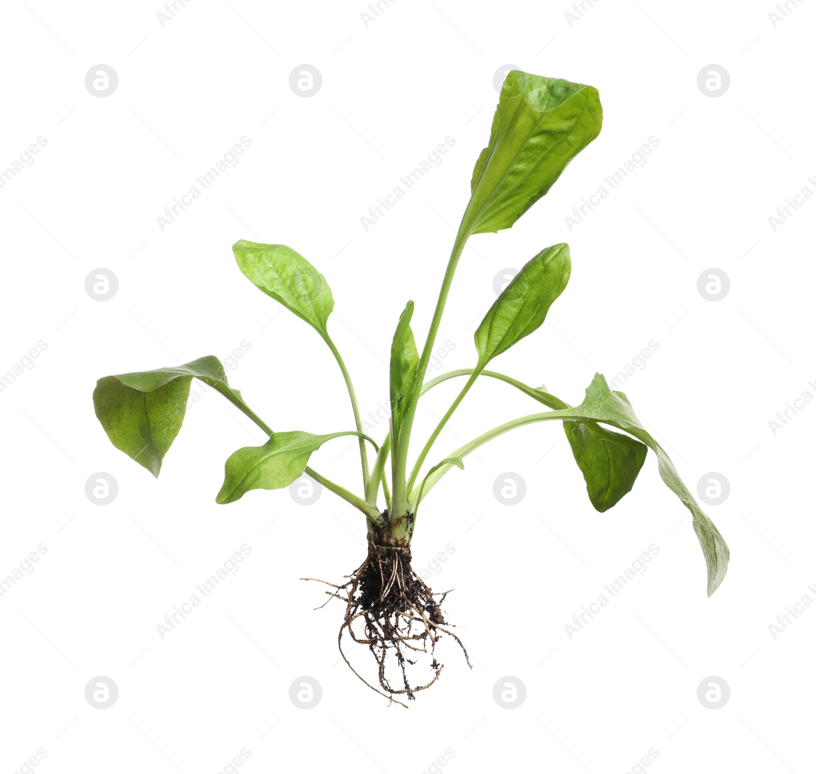 Photo of Green broadleaf plantain plant isolated on white