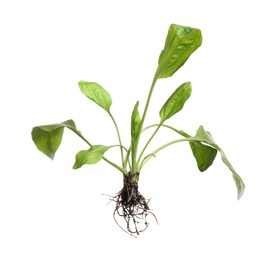 Photo of Green broadleaf plantain plant isolated on white
