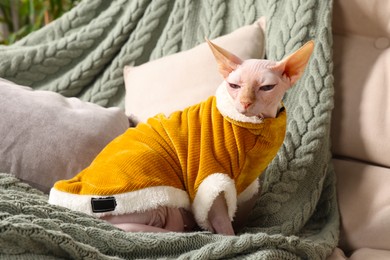 Photo of Cute Sphynx cat in warm sweater on sofa at home. Lovely pet