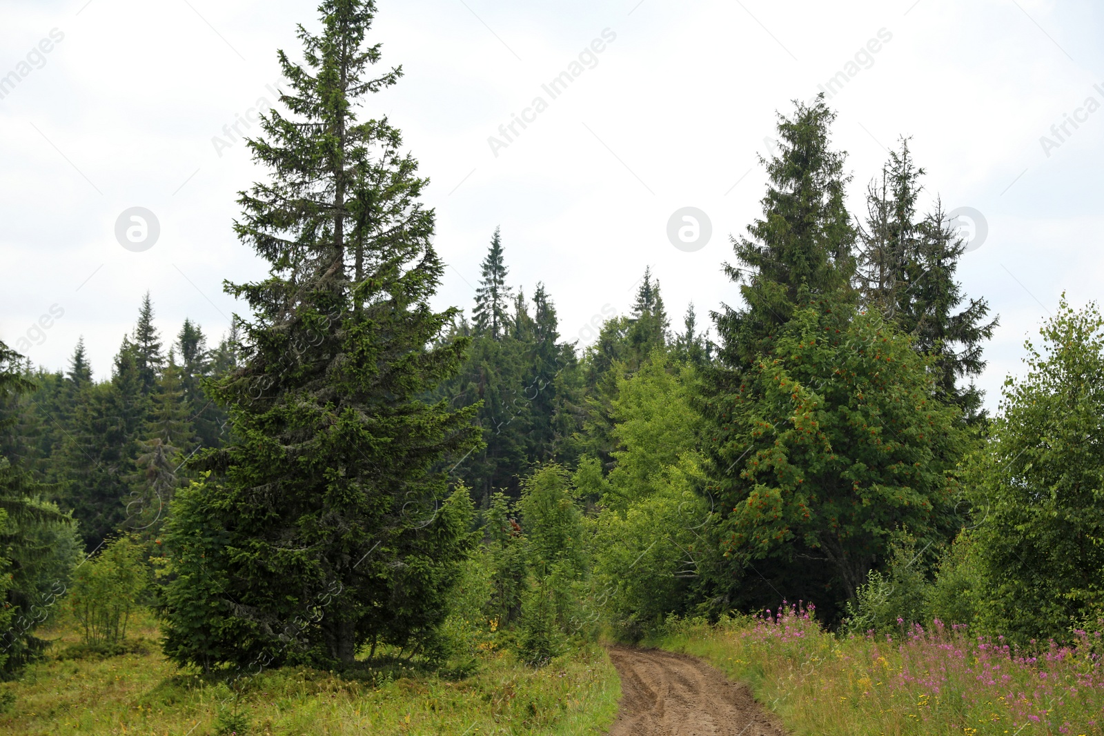 Photo of Picturesque landscape with pathway in mountain forest