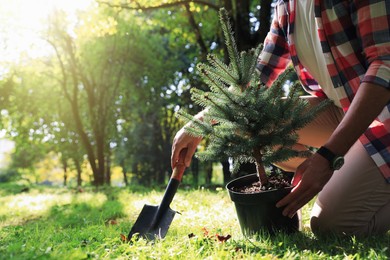 Photo of Man planting conifer tree in park on sunny day, closeup