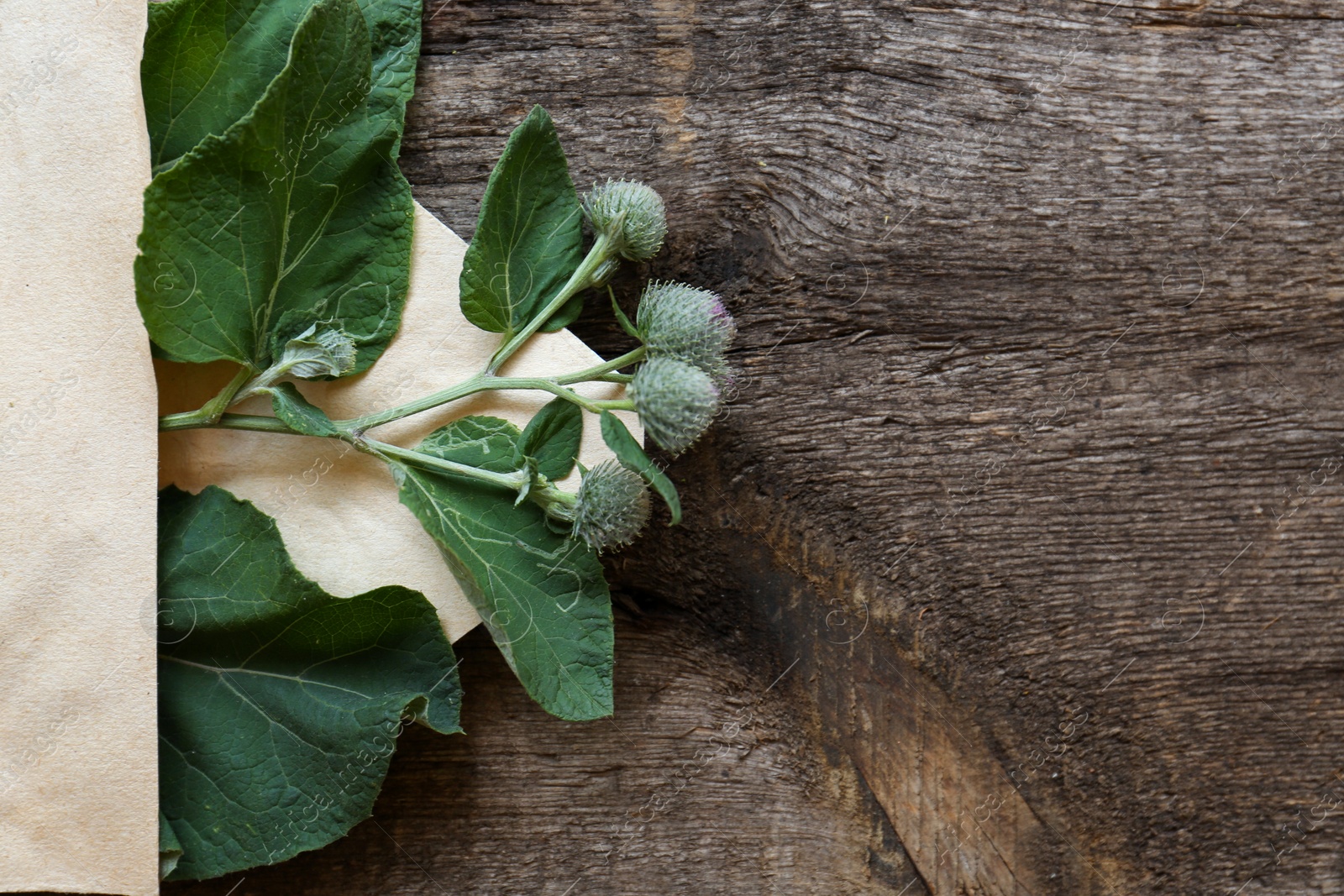 Photo of Fresh green burdock leaves and flowers in envelope on wooden table, top view. Space for text