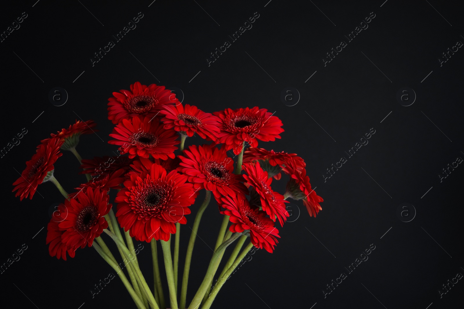 Photo of Bouquet of beautiful red gerbera flowers on black background. Space for text