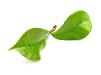 Photo of Green leaves of tea plant on white background