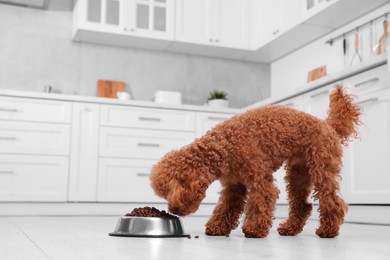 Photo of Cute Maltipoo dog feeding from metal bowl on floor in kitchen. Lovely pet