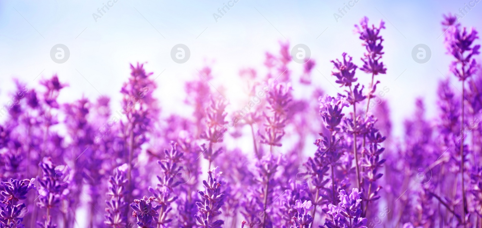 Image of Beautiful lavender field under blue sky, closeup. Banner design  