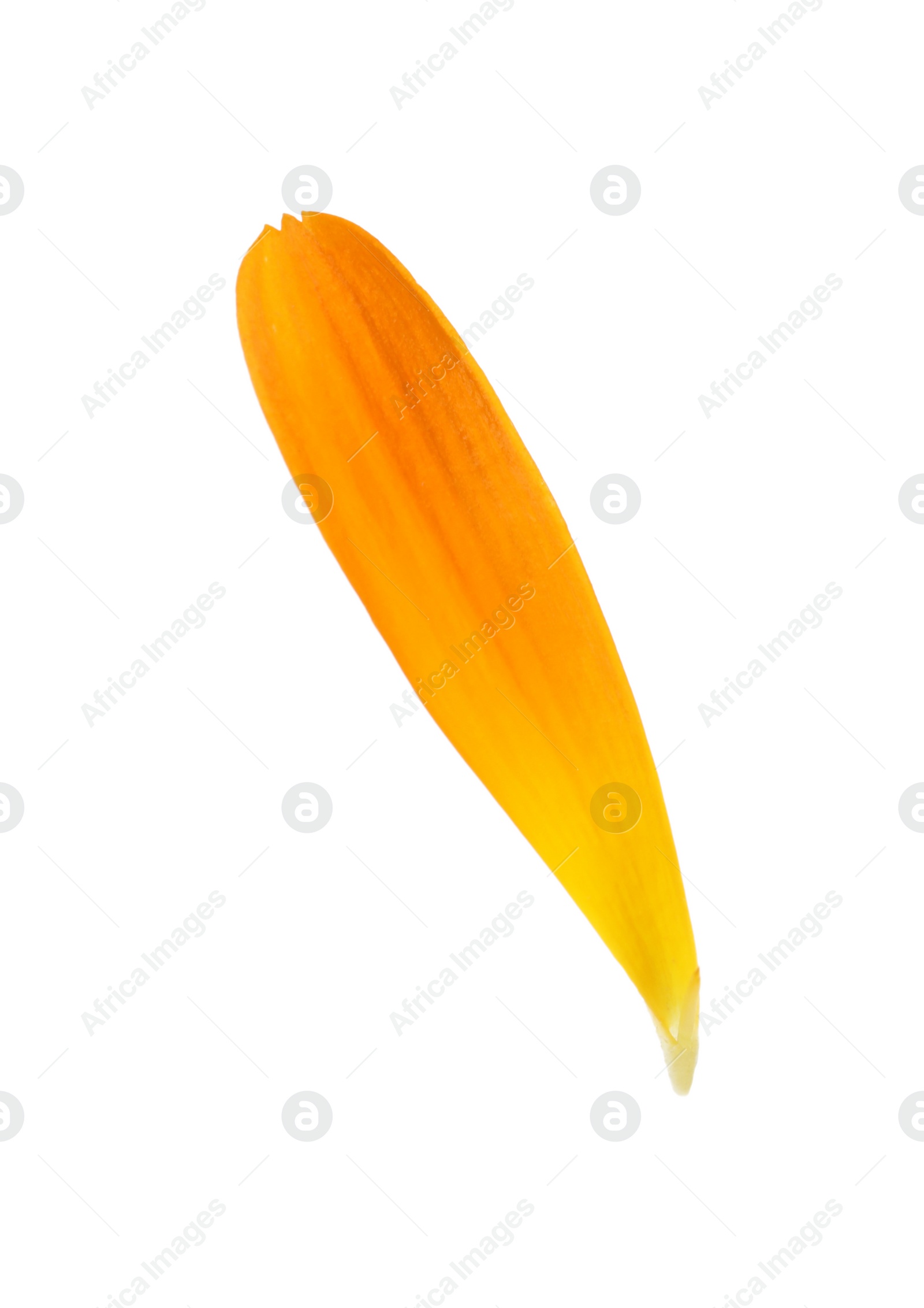 Photo of Fresh beautiful calendula petal isolated on white