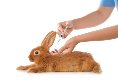 Professional veterinarian vaccinating bunny on white background, closeup