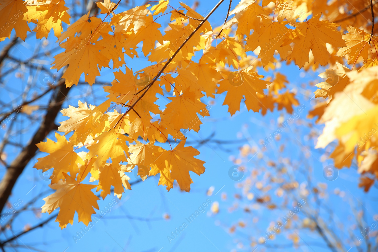 Photo of Branches with autumn leaves against blue sky on sunny day