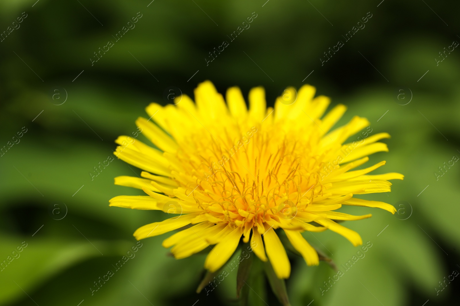 Photo of Beautiful yellow dandelion growing outdoors, closeup view