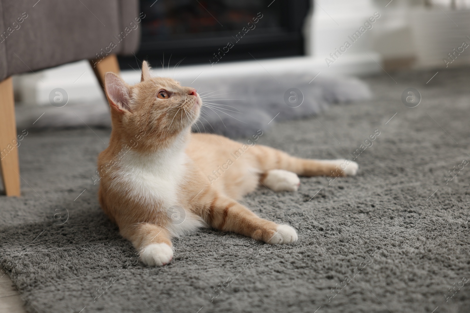 Photo of Cute ginger cat lying on grey carpet at home