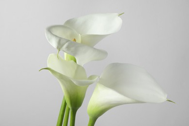 Beautiful calla lily flowers on white background, closeup