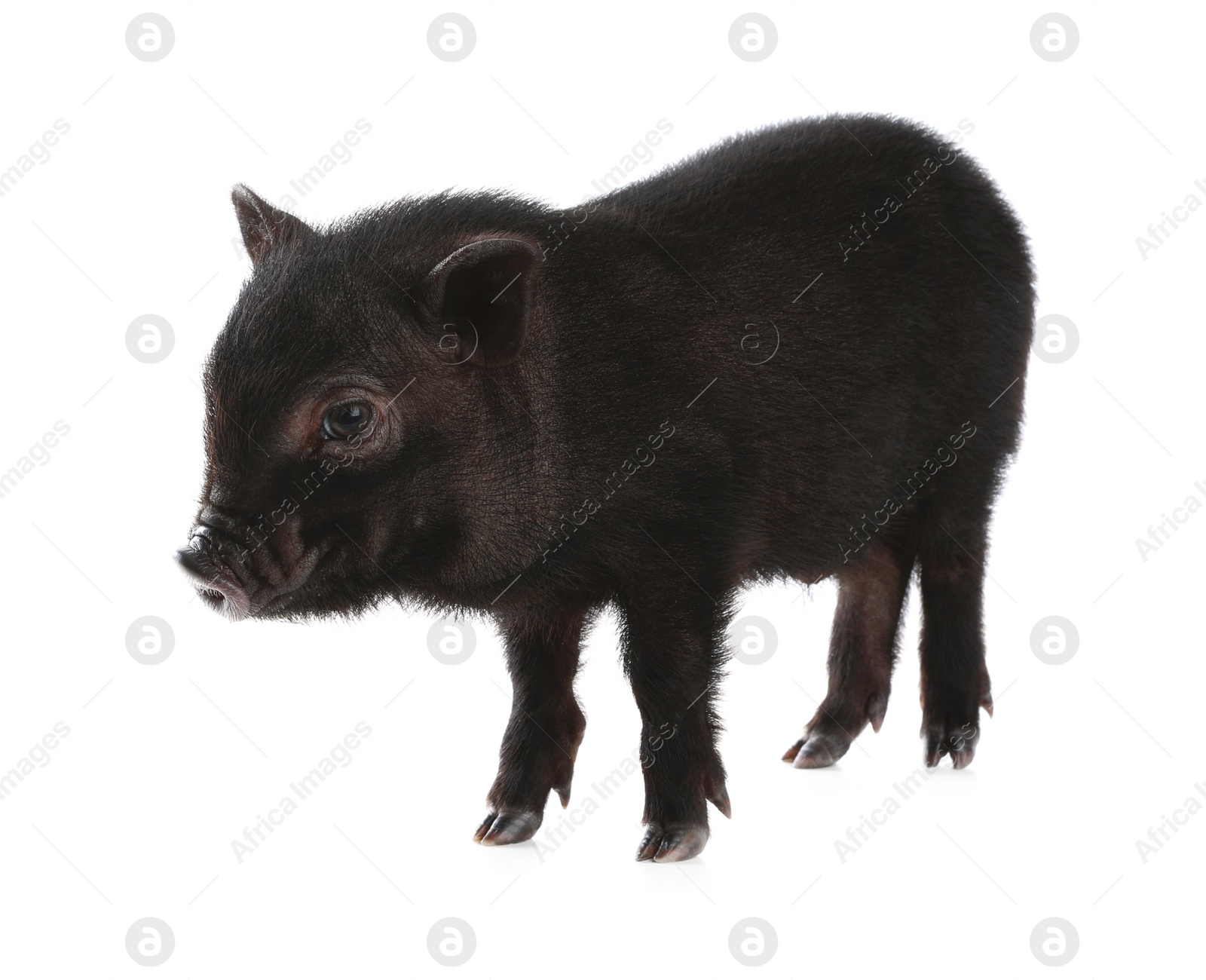 Photo of Adorable black mini pig on white background