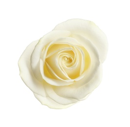 Photo of Beautiful blooming rose on white background, top view