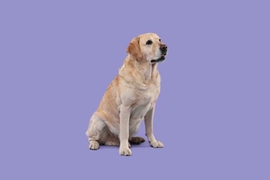Photo of Cute Labrador Retriever dog on purple background