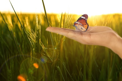 Woman holding beautiful plain tiger butterfly in sunlit field, closeup