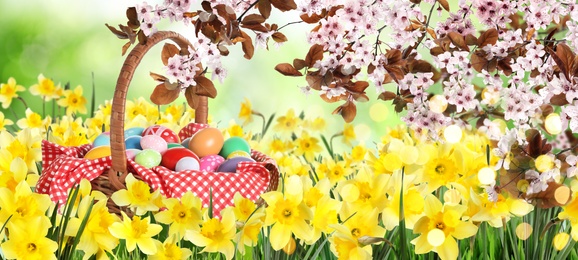 Image of Wicker basket with Easter eggs and beautiful narcissi outdoors, banner design