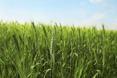 Photo of Closeup view of agricultural field with ripening wheat crop